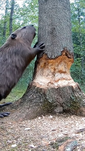 Watching the beavers build their dam
