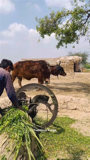Cow Operating Chaff Cutter Machine Powerfully#shortsfeed #trendingshorts #viralshort