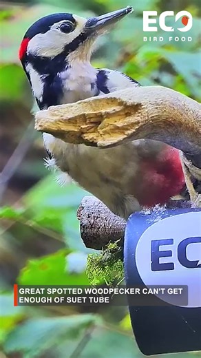 He really loves our Suet Tubes! Out Suet Tubes come with the string attached, allowing you to hang them on a branch or hook as soon as your order arrives. Ideal for all garden birds, they are packed with nutrition, helping your visitors to thrive each day. #EcoBirdFood #greatspottedwoodpecker #woodpecker #birdtok #suettube