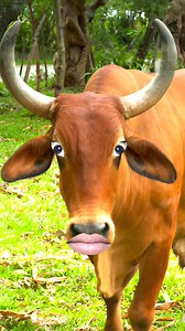 Roti lao reeeee 🐃 | Cow House