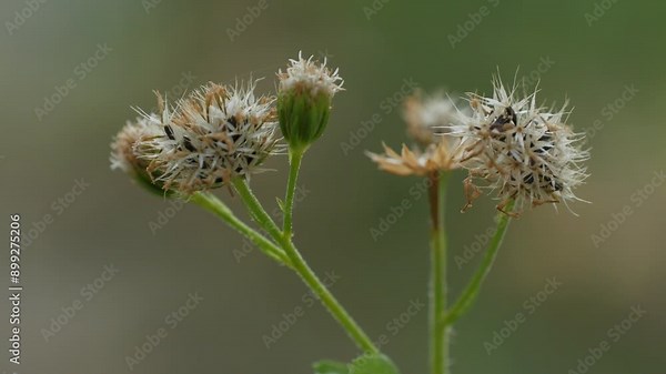 Gypsophila, a type of grass that has white flowers, lives wild around house yards
