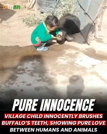 India | Bharat | Hindustan � on Instagram: "In a peaceful village scene, a young child gently brushes a buffalo’s teeth, showing pure innocence and care. The moment reflects deep trust between the child and the animal, where fear has no place. In rural life, animals are treated like family, and such acts come naturally. The child’s simple gesture teaches empathy, responsibility, and kindness without words. This quiet scene reminds us that true humanity begins with compassion, respect for nature,