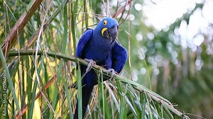 Hyacinth Macaw on a palm tree sits and shouts loudly. Close-up. Rare view. high quality video. Natural sound. Brazil. Pantanal