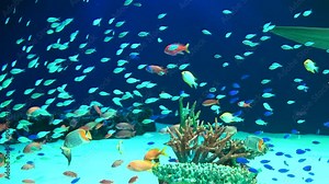 Schools of the colorful tropical fish and the Zebra shark swimming underwater by the coral reefs. 4K