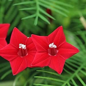 Outsidepride Red Cypress Vine Seeds - 200 Pcs Annual Flower Seeds with Nectar-Rich, Star-Shaped Flowers & Feathery, Fern-Like Leaves for Fences, Trellises, Pergolas & Vertical Gardens
