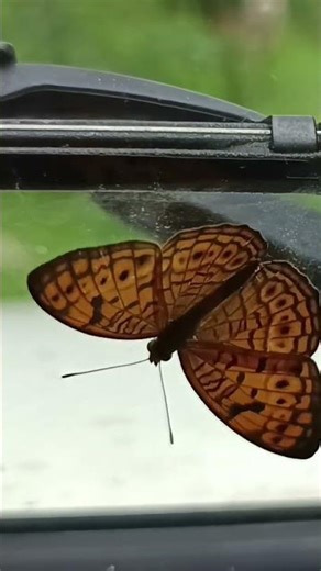 Visual Beauty #butterfly wings#color&pattern