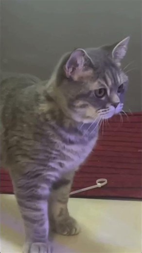 👆🏻 【猫が喜ぶ映像】QQcar cat 🥰癒し🥰#猫 #子猫 #ねこ #고양이#猫が喜ぶ映像#새끼고양이#고양이동영상
