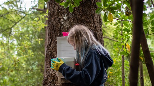 To save its rare birds, New Zealand is relying on a nation of backyard trappers