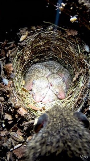 Shrew POV: Tiny Camera Inside a Hidden Underground Burrow