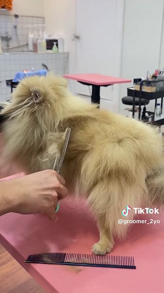 Grooming Love for Pomeranian Puppies
