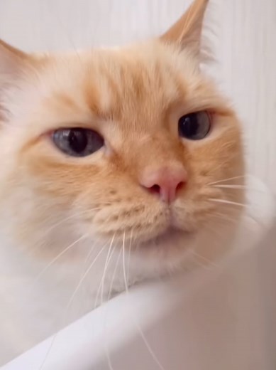 Funny Cat Fart Moments to Brighten Your Day