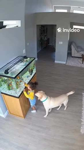 154K views · 60K reactions | Not just a dog — a furry bodyguard for the tiniest human  #dog #gardien #protection #clips | loveonly.ai | Facebook