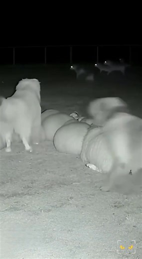 3.6K views · 18 reactions | Sheepdogs  Defend Sheep From Wolves Attack | Iisrayiyl Sanshiz Salman | Facebook