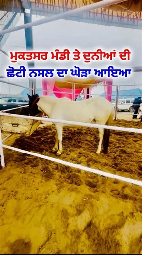 ਦੁਨੀਆਂ ਦੀ ਛੋਟੀ ਨਸਲ ਦਾ ਘੋੜਾ ਮੁਕਤਸਰ ਮੰਡੀ ਤੇ | Pony Horse on Mukatsar Mandi| Rangle Punjabi #horsemandi