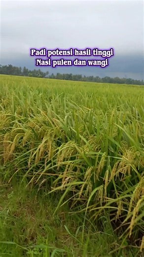 Padi yang cocok di tanam buat kebutuhan makan sendiri. Potensi hasil tinggi, nasi pulen, putih dan wangi. Mau tau tips untuk hasil tinggi, monggo folow dan tinggalkan komentar untuk info seputar pertanian.