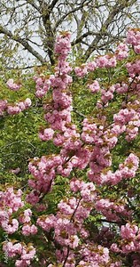Japanese flowering cherry or Kawzan Cherry. Ornamental tree with rounded crown and stiffly ascending brown and smooth branches bearing abundant clusters of double pink flowers showing carnation-like