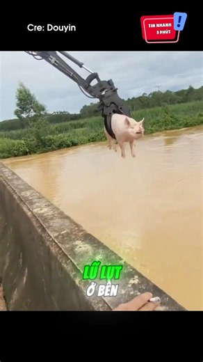 Gắp thú phiên bản đời thực: 😆 #shorts