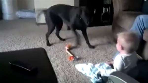 Dog plays around leaving adorable baby laughing hysterically