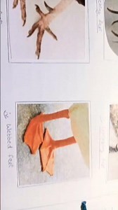 Different types of claws in birds species #msczoology #birdsclaws