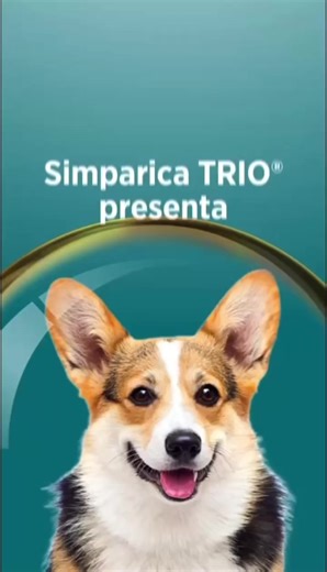 Ella es la Reina de la Casa: Cuida a tu perro con Simparica TRIO®