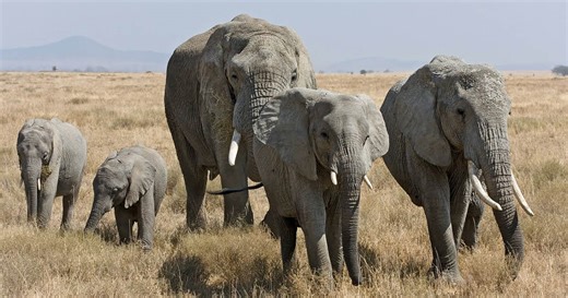 Learn More About How Elephants, One of the World’s Smartest Animals, Grieve