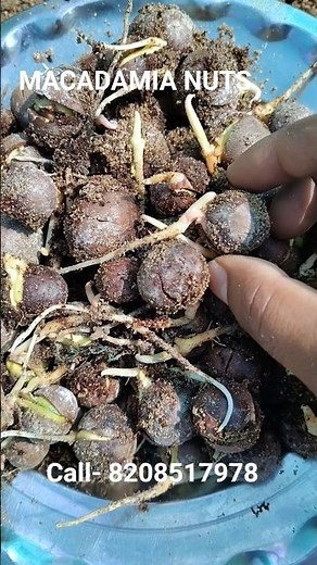 Macadamia nuts seeds germination