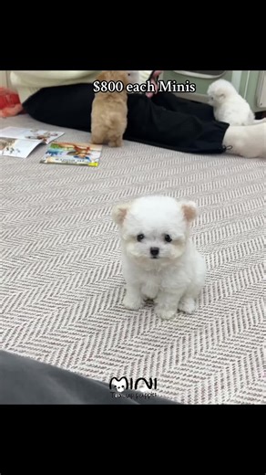 minis teacup all ready to be rehome @Mini teacup puppies Backup . . #miniteacuppuppies #puppies #creatorsearchinsights #maltipoo #maltease #bichon