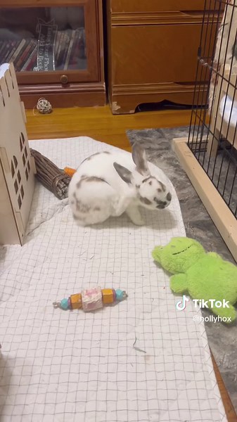 Two rescue bunny besties 🐇🤍 Dre & Francis! #rabbitsoftiktok #rescuerabbit #bunny #petfriend