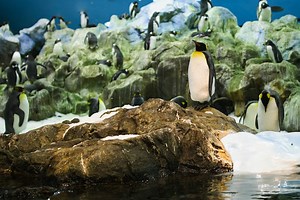 🐧 Pingüino Emperador: Características » Animales Salvajes