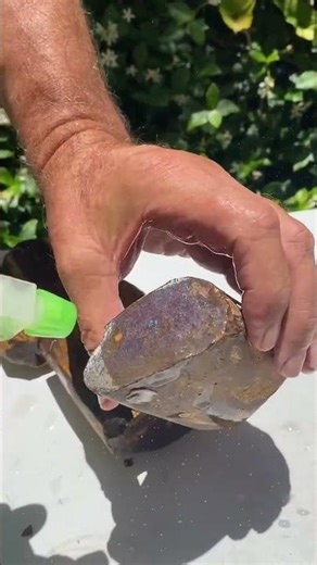 Opalized Wood Showing Its Colour Under Water