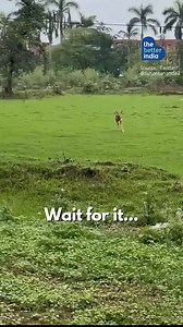 You'd be surprised to find out how high #deers can actually jump! 😮 | TheBetterIndia