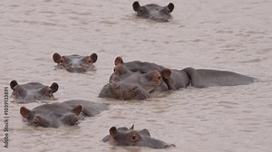 Hippo or Hippopotamus (Hippopotamus amphibius) in an African river showing territorial behavior. Large bull defending his pod of cows and calves. Slow motion, 25 percent natural speed.