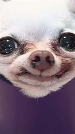 Chihuahua's Favorite Game Revealed!