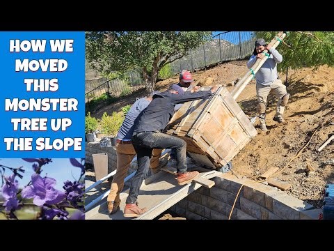 How to Move an Monster 800 lb Tree Up a Slope