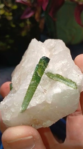 Green Elbaite Tourmaline in Quartz 💚💚💚 #minerals #crystals #nature #science #gemstone