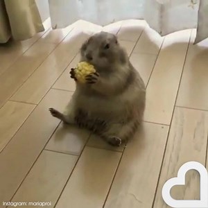 Obviously the cutest thing you'll ever see 😍 | Heart