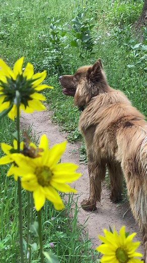 #redhusky #brownhusky #siberianhusky #adventuredog