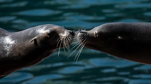 Kissing happened prior to human existence, study suggests
