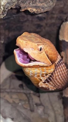 Deadly Northern Copperhead Snake in the Wild #snakelovers #wildlifevideo