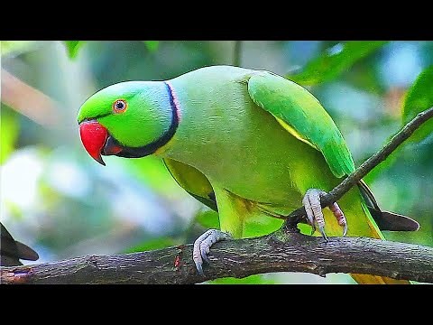 Ringneck Parrot Sounds Compilation