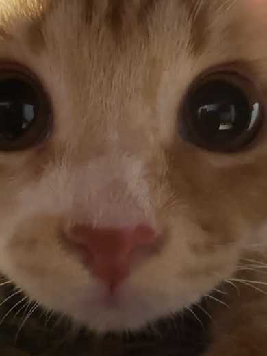 Cute Munchkin Cat Moments: Funny Kitty Clips
