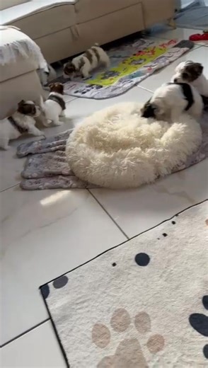 Little moments like this make our day 🐾💝 | Biewer Terrier Puppies for adoption