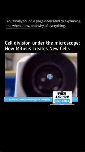 Mr. Explain on Instagram: "Under the microscope, the fascinating process of cell division unfolds — a precise and elegant dance of life. Through mitosis, a single parent cell duplicates its genetic material and divides into two identical daughter cells. Each step — from prophase to cytokinesis — is perfectly timed, ensuring DNA is copied, aligned, and separated flawlessly. This microscopic miracle powers growth, healing, and renewal in every living organism. Watching it in real-time reveals the