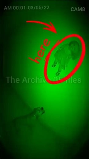 It defied GRAVITY... How is it standing on the wall? 🚫🧱