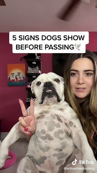 #dogsoftiktok #death | dog videos