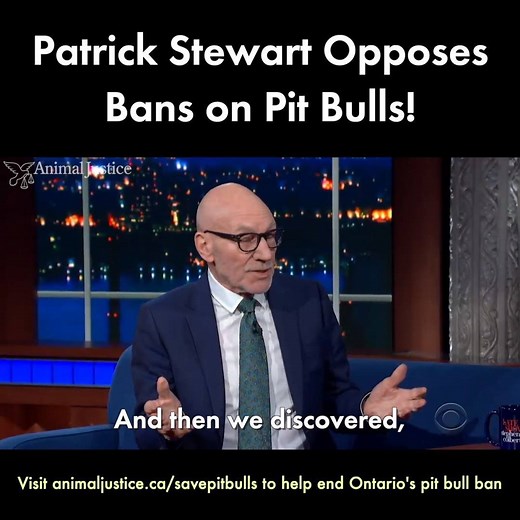 1.2M views · 26K reactions | Star Trek’s Patrick Stewart is a passionate advocate for pit bulls and fostering dogs!  On a recent episode of The Late Show with Stephen Colbert, he explained his relationship with his foster dog, Ginger, why he’s against harmful breed bans, and why he thinks pit bulls are the sweetest dogs, ever. | Animal Justice | Facebook