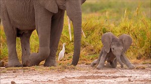 69K views · 7.7K reactions | Baby African Elephants are just the cutest 李 | Wild Heart Wildlife Foundation | Facebook