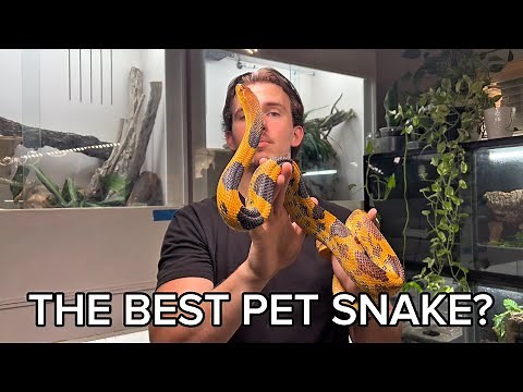 Are These The BEST Pet Snakes In The World?!