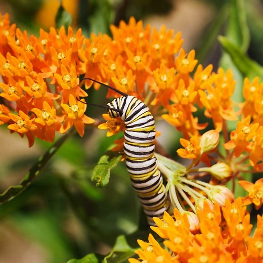 11 Low-Maintenance Flowers You (Practically) Can’t Kill