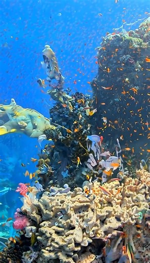 Rafael Nunes on Instagram: "🌊🐠 A living coral city beneath the surface. This ultra‑realistic AI-generated underwater video glides through a vibrant tropical reef at golden hour—sunbeams cutting through crystal water, corals glowing with color, and thousands of fish moving like a living pattern. Pure ocean magic in motion. ✨ #AIVideo #AIGenerated #Underwater #CoralReef #OceanLife #MarineLife #ReefFish #SeaTurtle #OceanVibes #NatureDocumentary #4KVideo #VerticalVideo #Cinematic #UnderwaterWorld